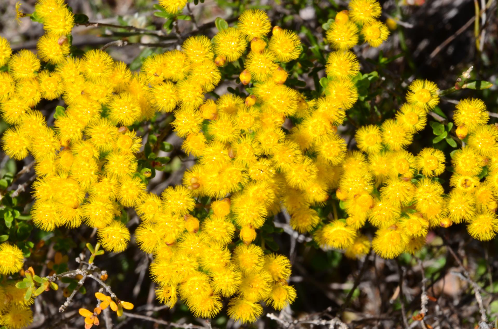 Eastern Explorer Wildflower Drive Image
