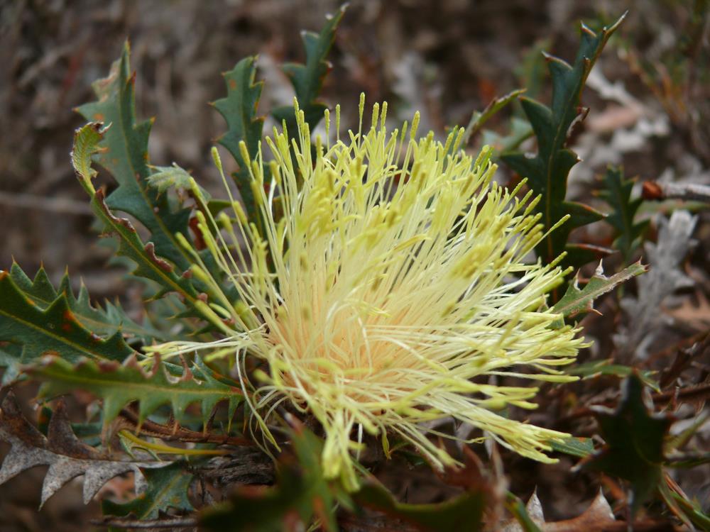 Wheatbin Road Reserve / Old Reserve Image