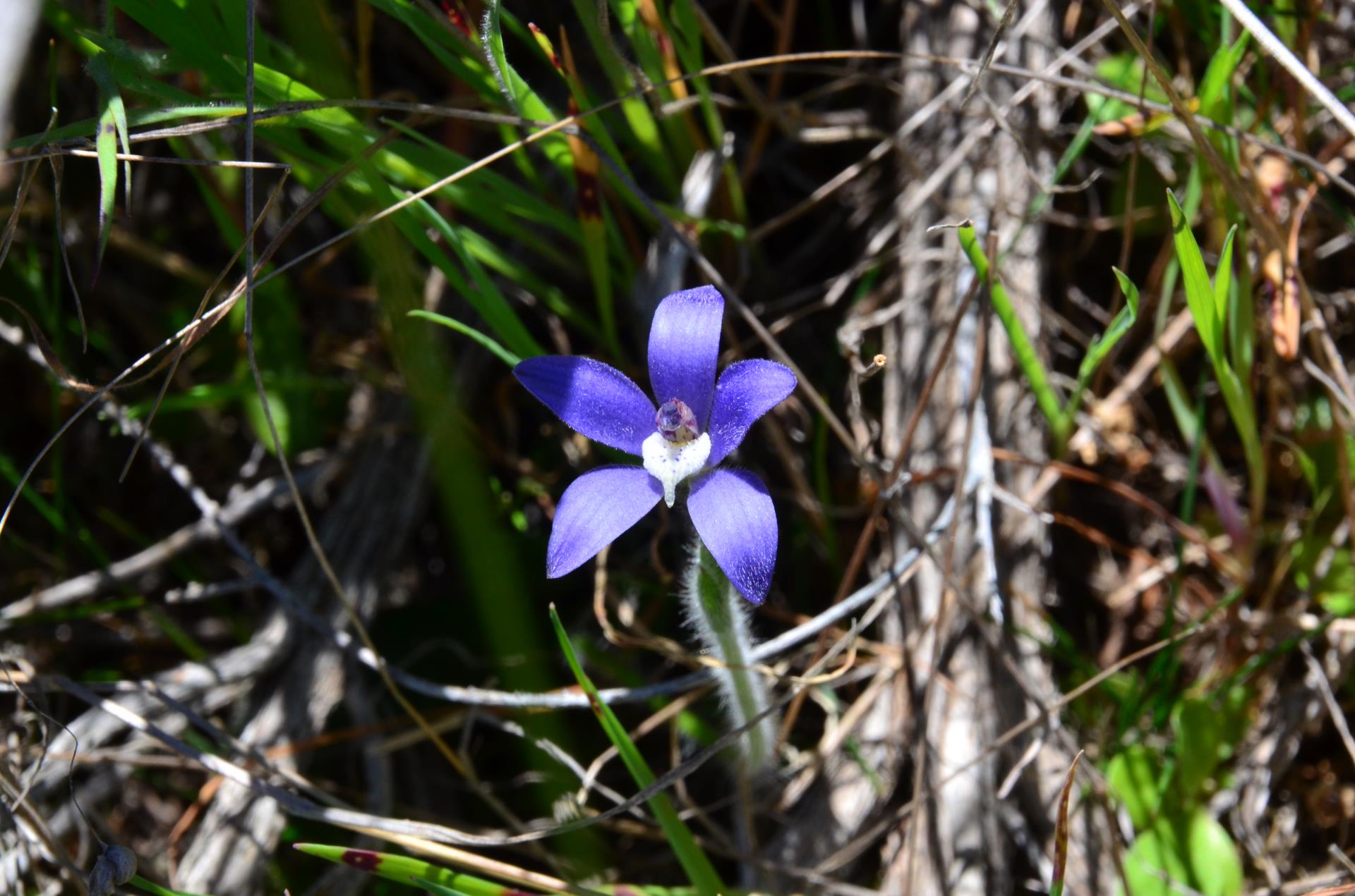 Moora Wildflower Drive Image