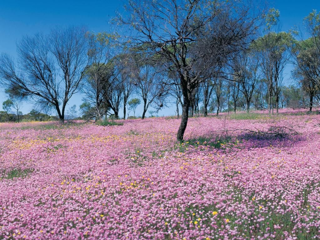Cemetery / Airstrip Road Reserve Image