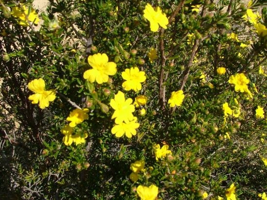 Westways Wildflowers 4WD Tours Image