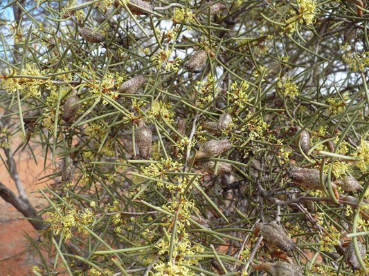 Coomberdale Region Walk Trails: - Needlebush