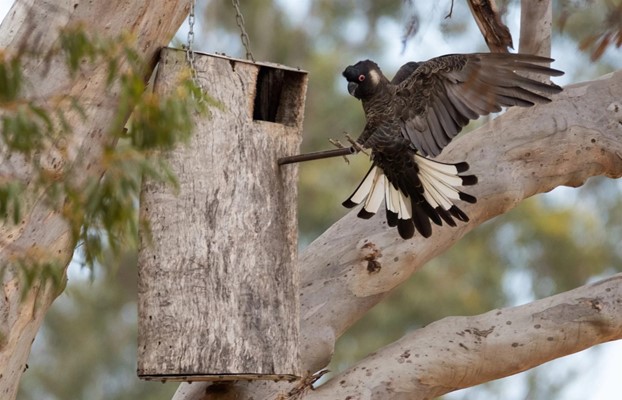 Moora Walk Trails: Carnaby - 0W3A9398 2