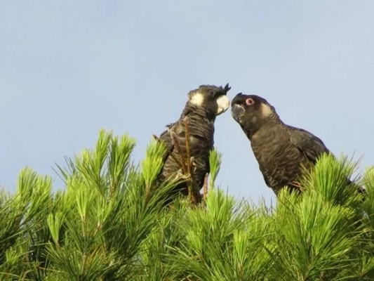 Moora Walk Trails: Carnaby - carnabys