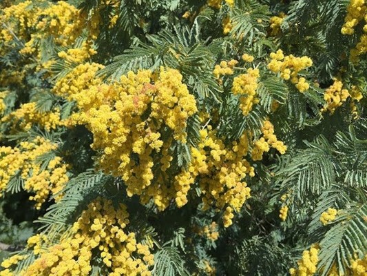 Eastern Explorer Wildflower Drive - Wattles