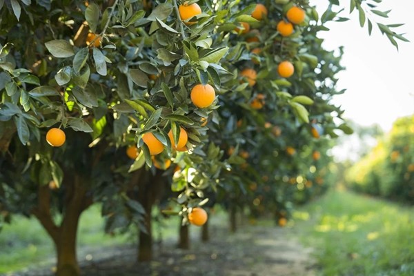 Moora Citrus - I4R1178