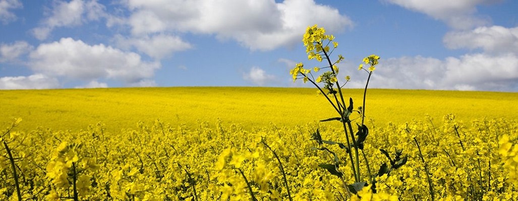 Watheroo Station Tavern WA - Watheroo T