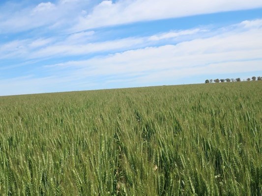 Australian Seed & Grain - asg 01