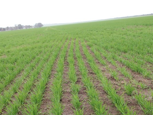 Australian Seed & Grain - asg 02