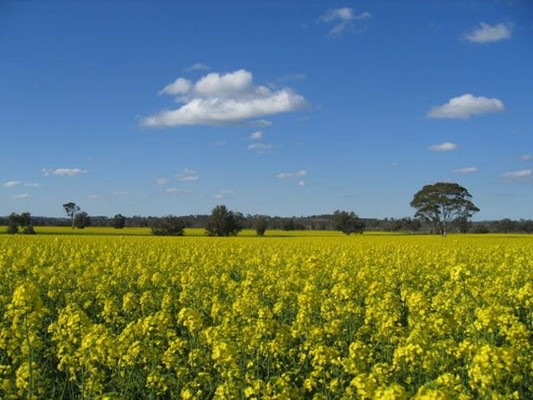 Australian Seed & Grain - canola asg