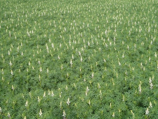 Australian Seed & Grain - lupins