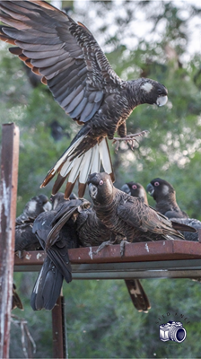 Image Carnaby Cockatoos