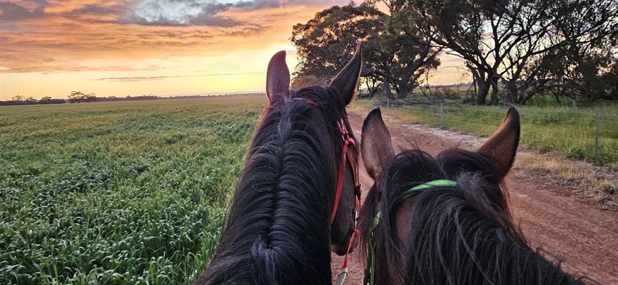 Image Sunset Horse Rides