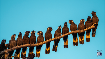 Media Library - Carnaby Cockatoos