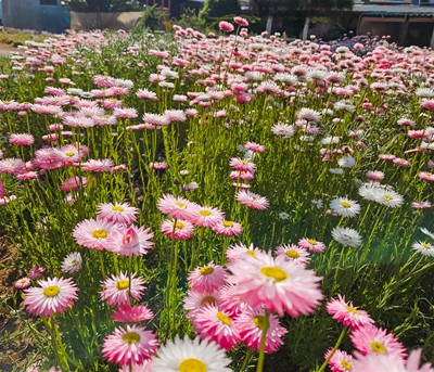 Media Library - Everlastings