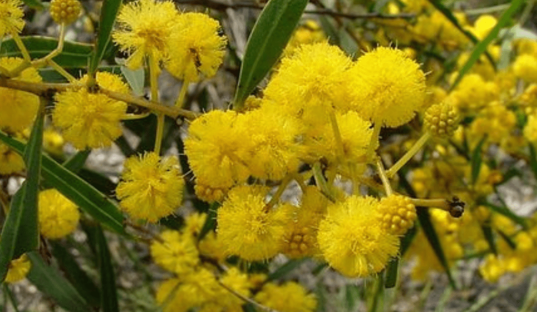 Westways Wildflowers 4wd Tours