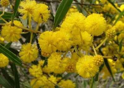 Westways Wildflowers 4wd Tours