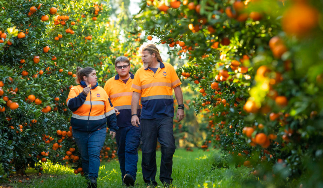 Moora Citrus