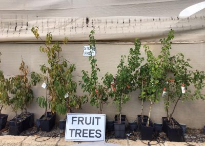 Moora- Fruit Trees