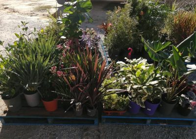 Moora- Fruit Trees