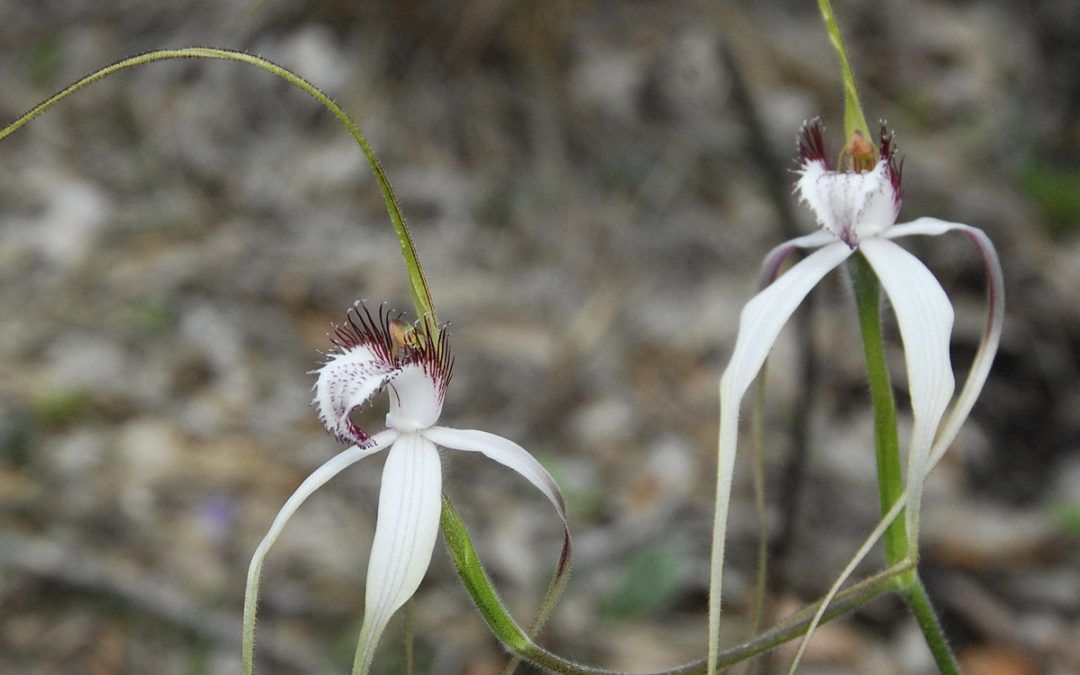 Moora Walk Trails: Candy’s Bush Reserve