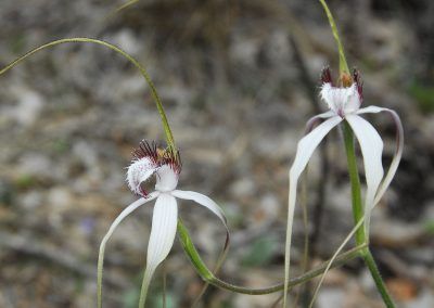 Moora Walk Trails: Candy’s Bush Reserve