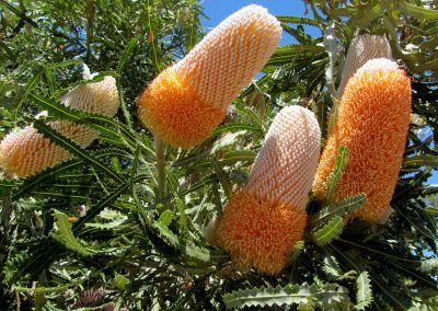 Koojan Walk Trails: Barberton West Road Bush Reserve