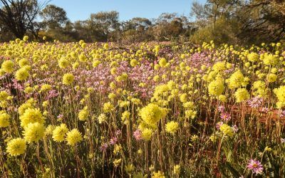 Moora Wildflower Drive
