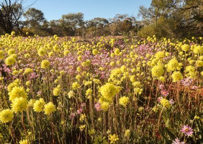 Moora Wildflower Drive