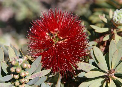 Moora Walk Trails: Stack-Cooper Reserve