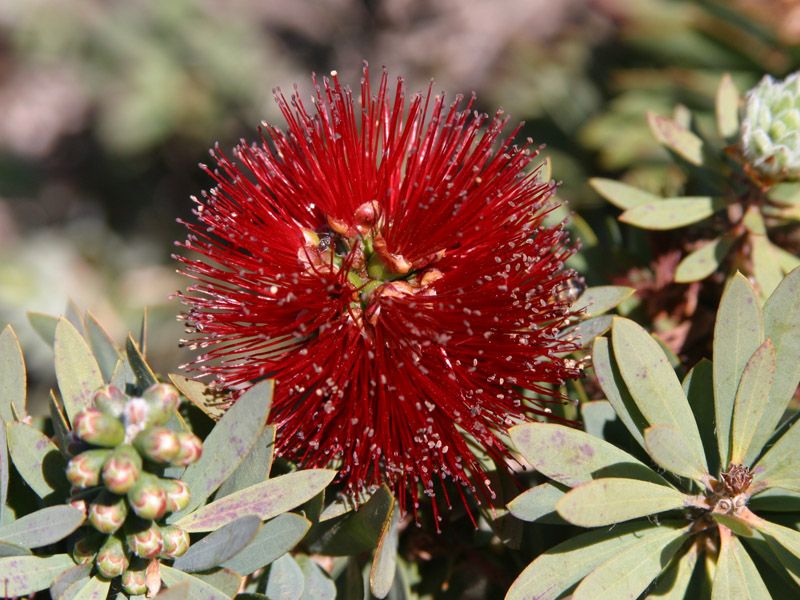 Moora Walk Trails: Stack-Cooper Reserve