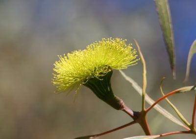 Moora Walk Trails: Karamarra Reserve