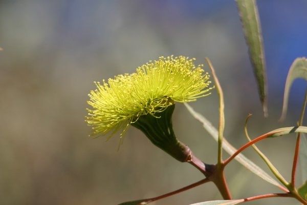 Moora Walk Trails: Karamarra Reserve