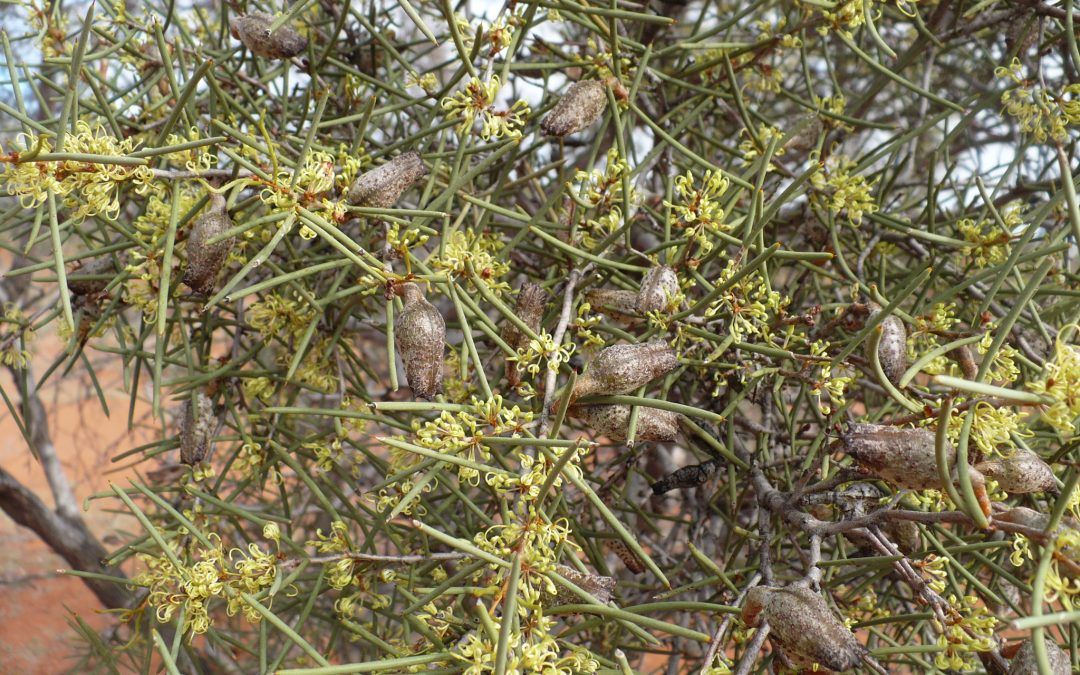 Coomberdale Region Walk Trails: Dalaroo Reserve