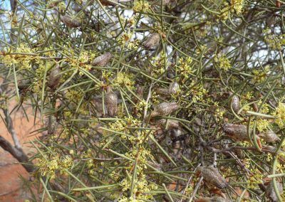 Coomberdale Region Walk Trails: Dalaroo Reserve