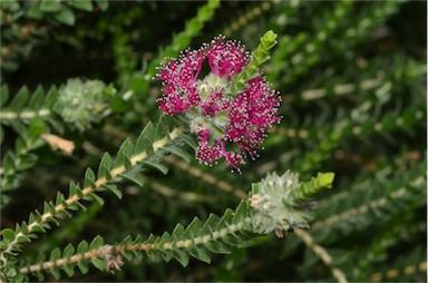 Coomberdale Region Walk Trails: Cairn Hill Reserve