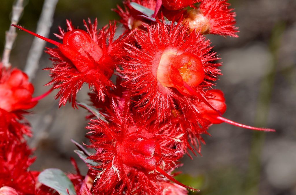 Watheroo Walk Trails: Watheroo National Park