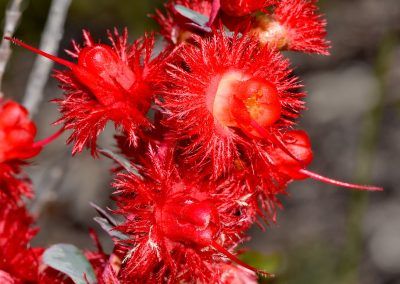 Watheroo Walk Trails: Watheroo National Park