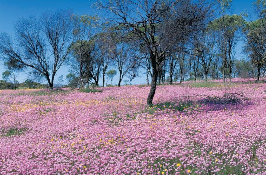 Moora Walk Trails: Cemetery / Airstrip Road Reserve