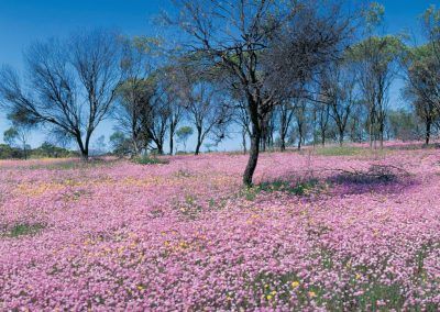 Moora Walk Trails: Cemetery / Airstrip Road Reserve